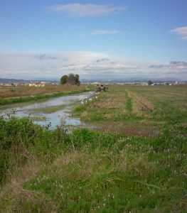 Campos de arroz de l'Albufera de Valencia durante el fangueo
